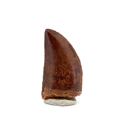 Carcharodontosaurus fossil tooth, Dinosaur tooth from Kem Kem Beds, Morocco (1.20")