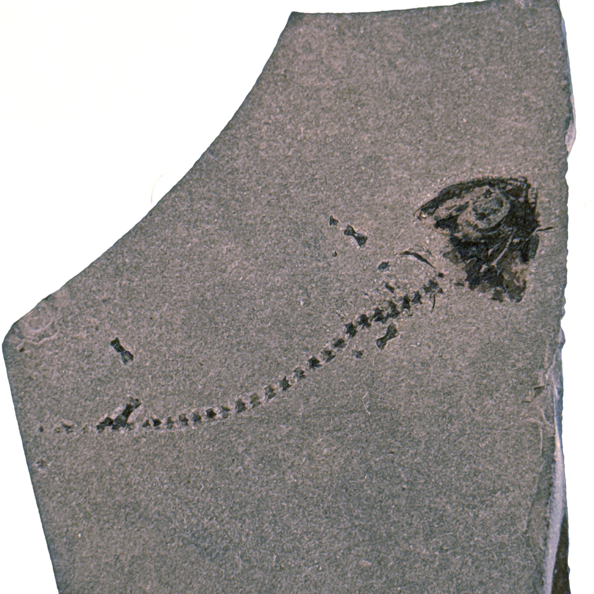 Permisch temnospondyle amfibiefossiel uit Duitsland | 1,73 inch