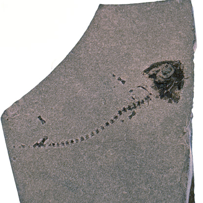 Permisch temnospondyle amfibiefossiel uit Duitsland | 1,73 inch