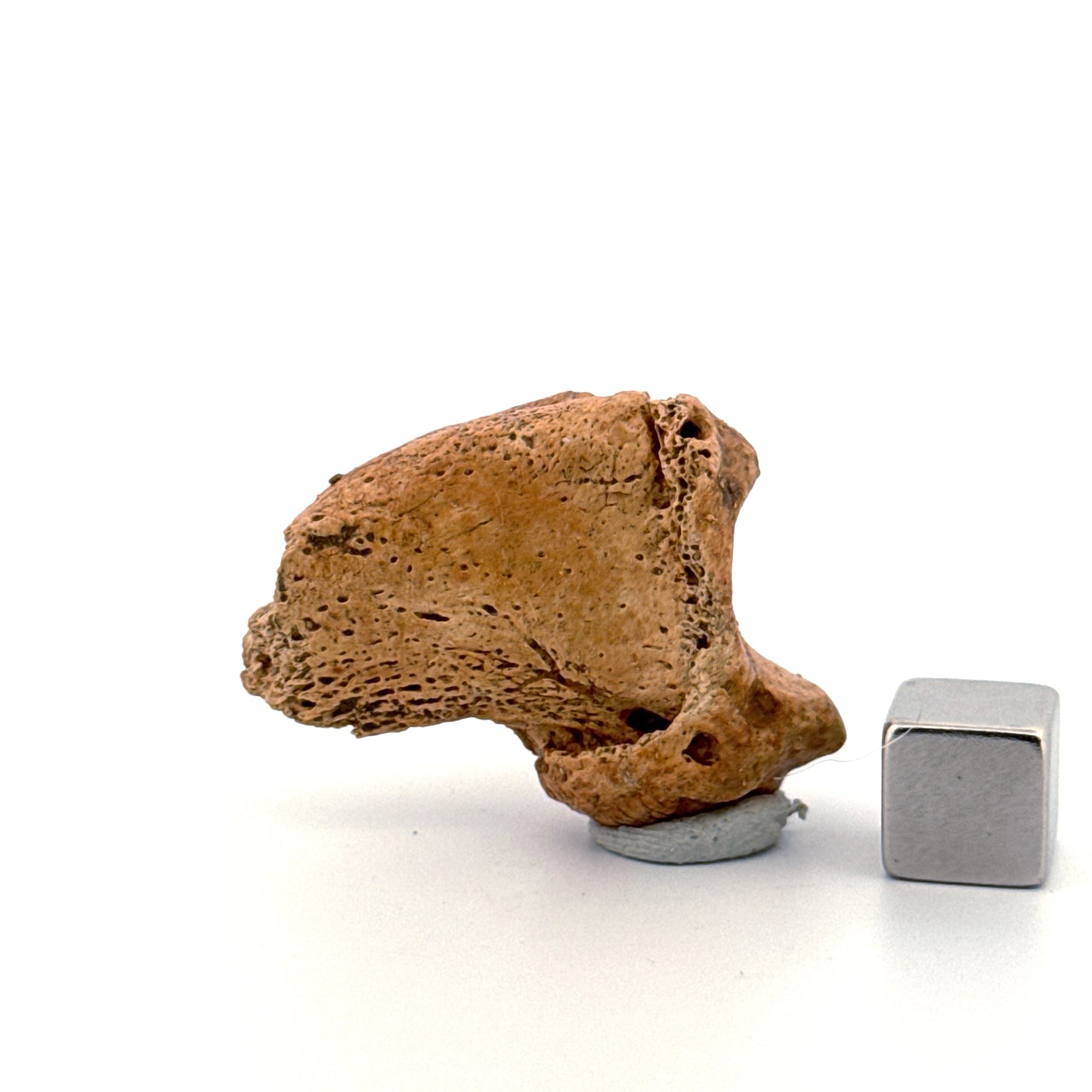 Cave Bear Claw (Ursus spelaeus), Distal phalanx Fossil (1.46") from Pleistocene, Romania