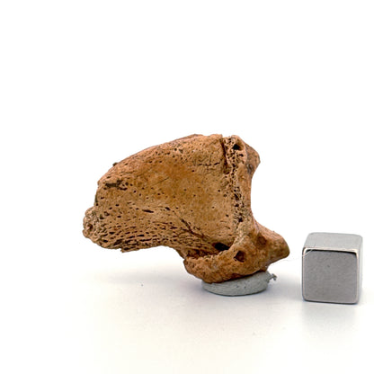 Cave Bear Claw (Ursus spelaeus), Distal phalanx Fossil (1.46") from Pleistocene, Romania