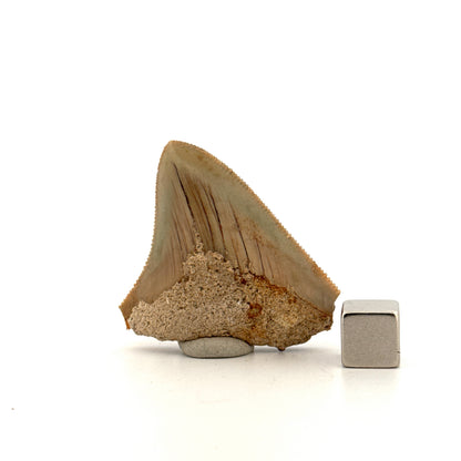 Megalodon Tandfragment uit Indonesië | 1,75 inch