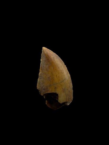 Majungasaurus Dinosaur Tooth from Late Cretaceous, Madagascar (0.82")