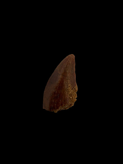Abelisaurid fossil dinosaur tooth from Kem Kem, Morocco (0.54")