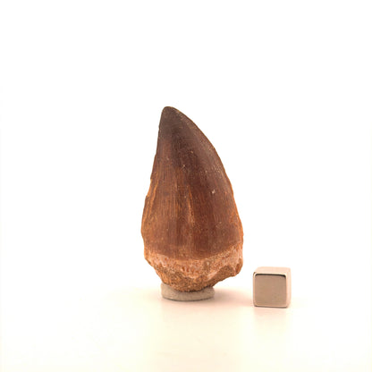 Mosasaur tooth fossil from Late Cretaceous, Morocco (2.21")