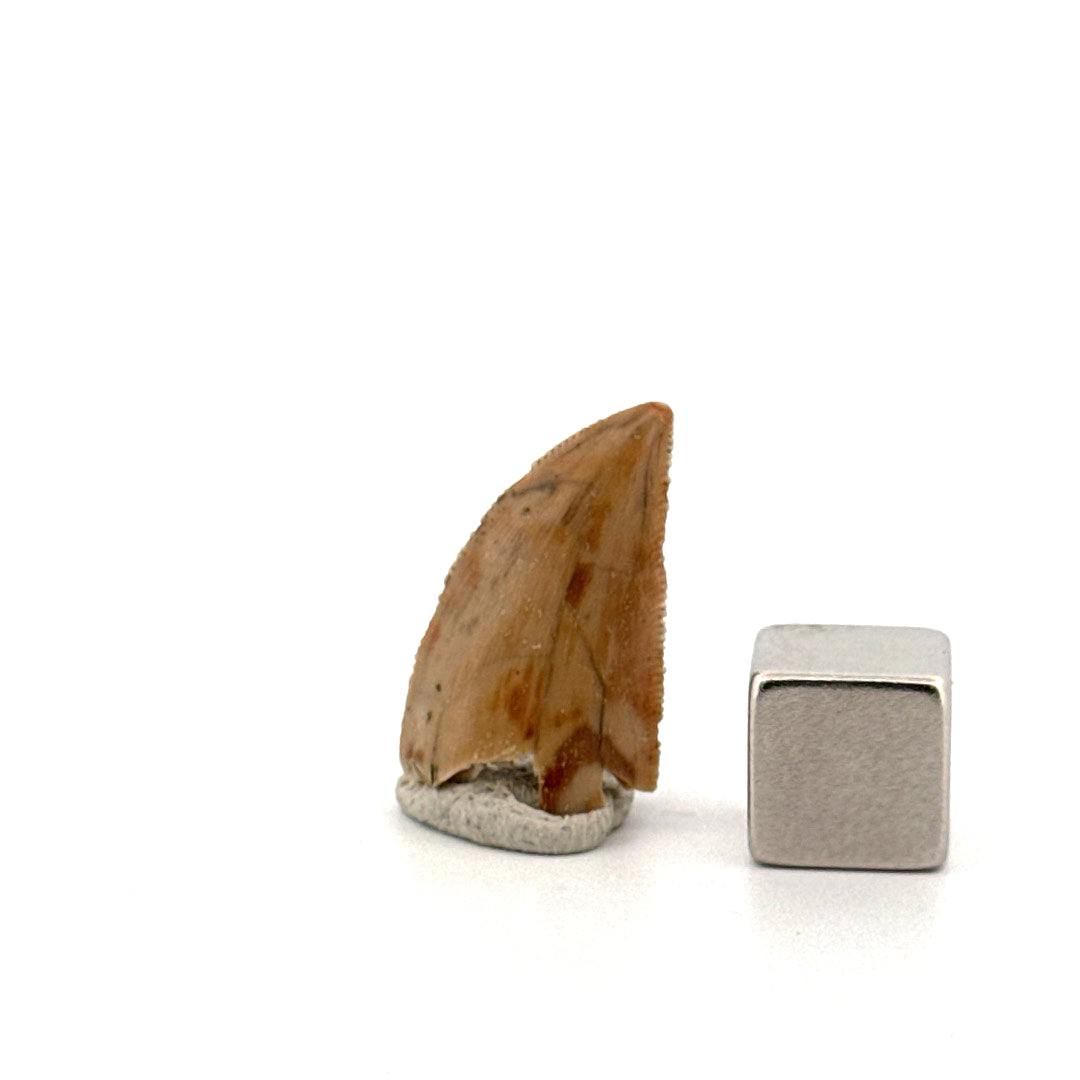 Majungasaurus Dinosaur Tooth from Late Cretaceous, Madagascar (0.86")