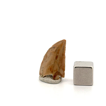 Majungasaurus Dinosaur Tooth from Late Cretaceous, Madagascar (0.86")