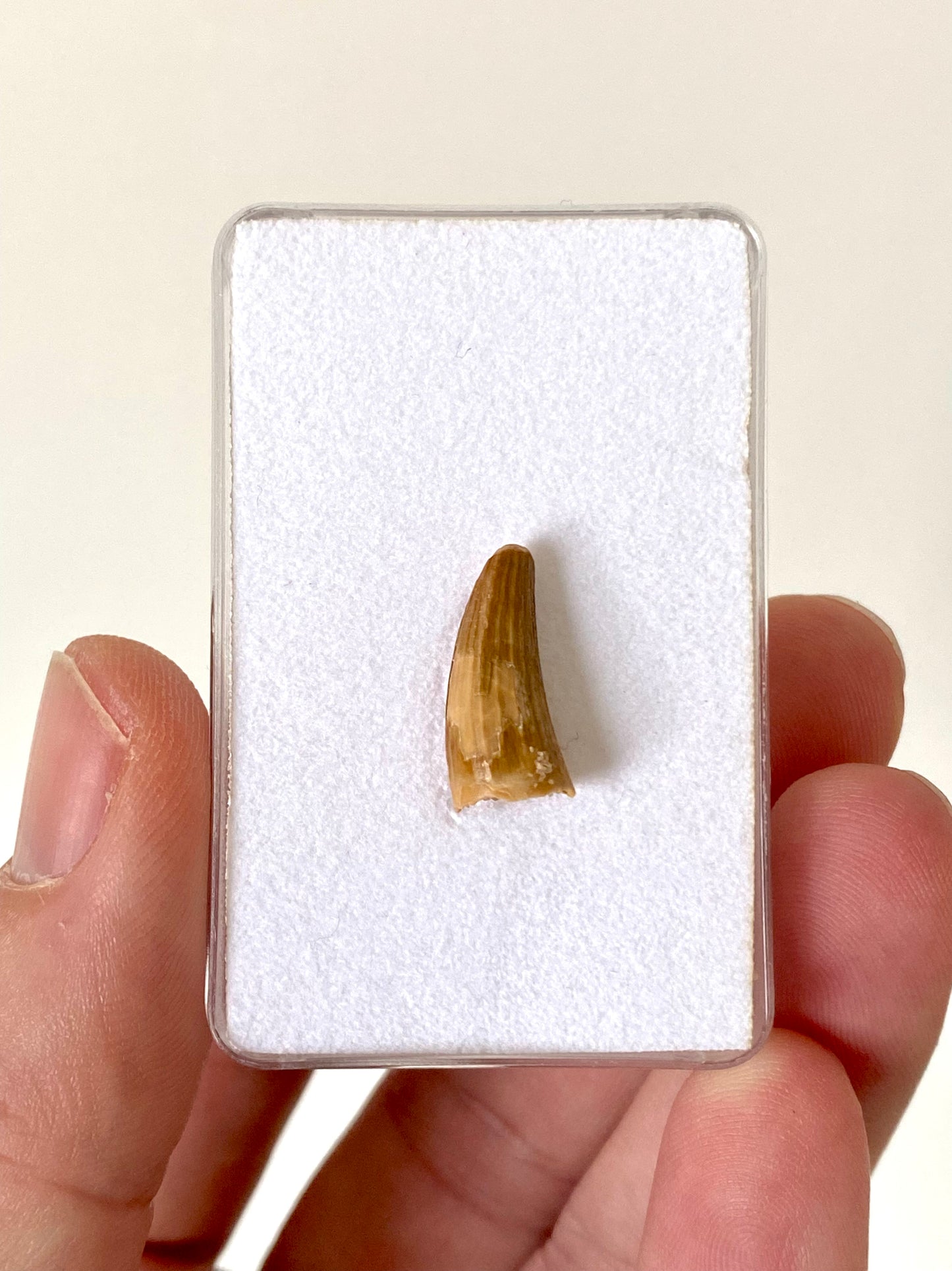Fossiele tand van een krokodillensoort (0,67 inch) uit Marokko