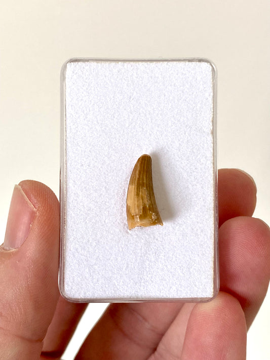 Crocodile species fossil tooth from Morocco (0.67")