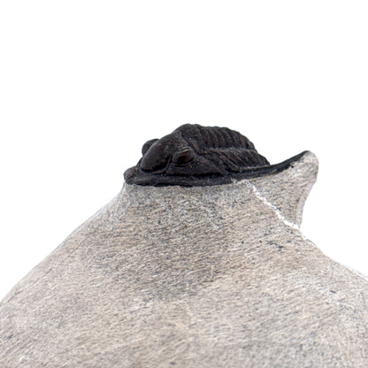 Devonian Proetid Trilobite from Morocco | 1"