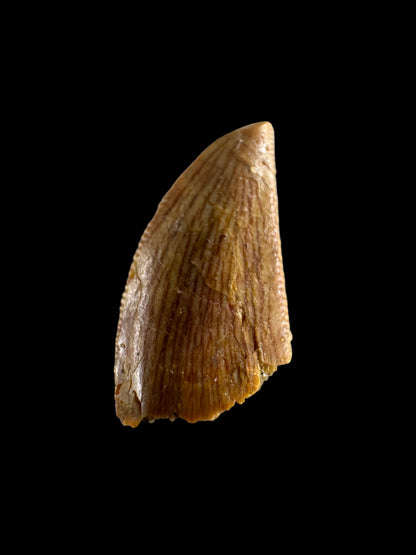 Abelisaurid fossil dinosaur tooth from Kem Kem, Morocco (0.58")