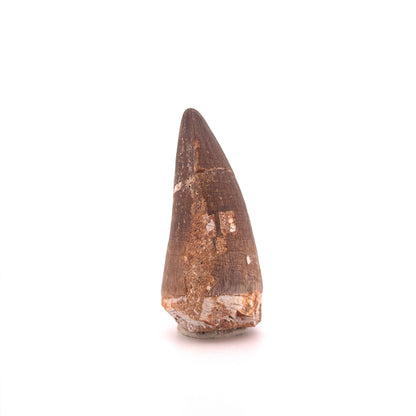 Mosasaur tooth fossil from Late Cretaceous, Morocco (2.42")