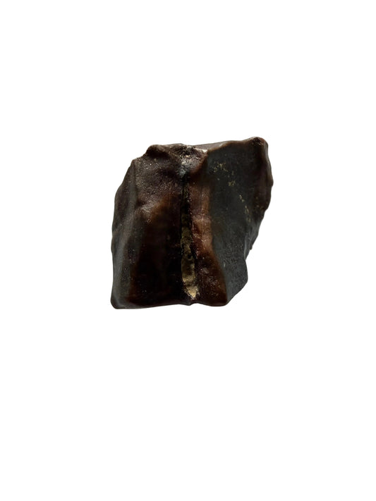 Triceratops Fossil Tooth Fragment | 0.59"