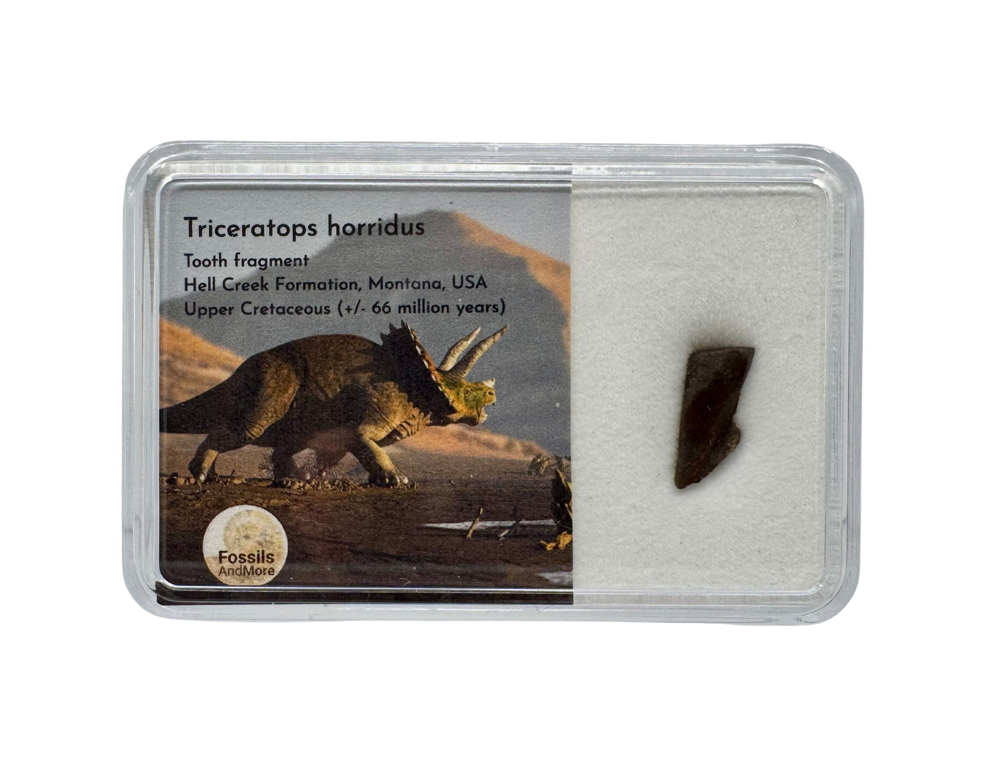 Triceratops Fossiel Tand Fragment van, Hell Creek Formatie in Gift Box