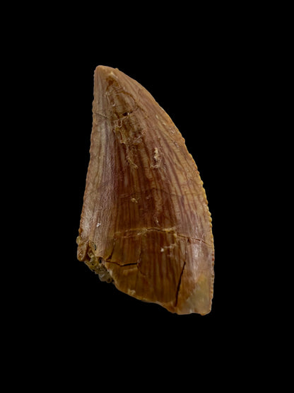 Abelisaurid fossil dinosaur tooth from Kem Kem, Morocco (0.58")
