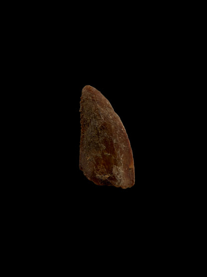 Fossiele tand van een Abelisauride dinosaurus uit Kem Kem, Marokko (0,50 inch)