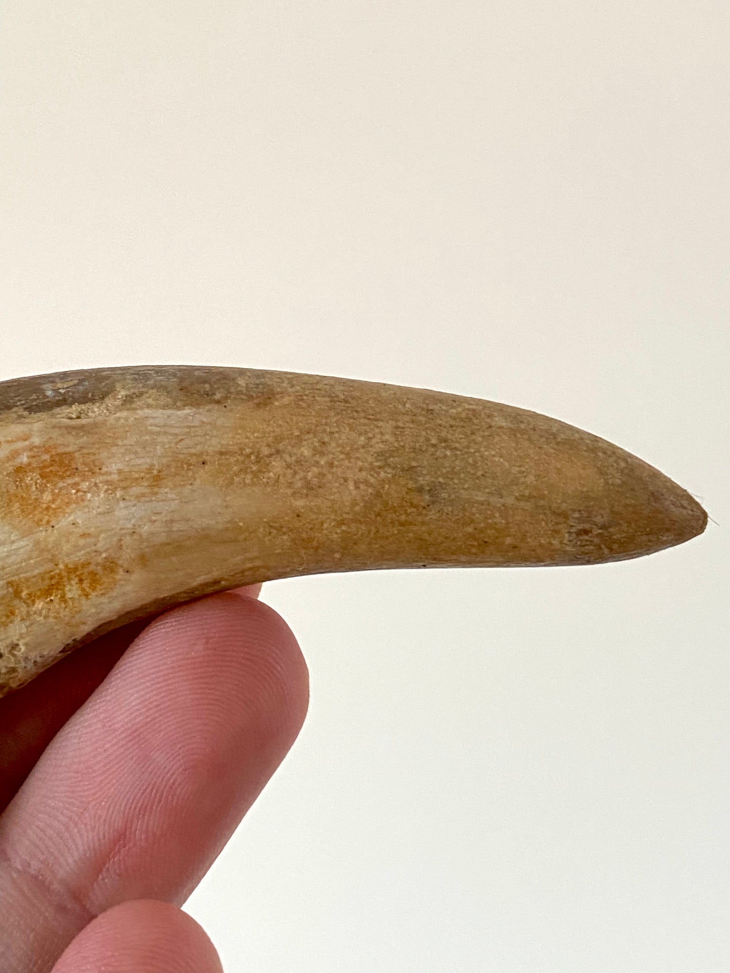 Basilosaurus fossil tooth (3.48") - Late Eocene, Morocco