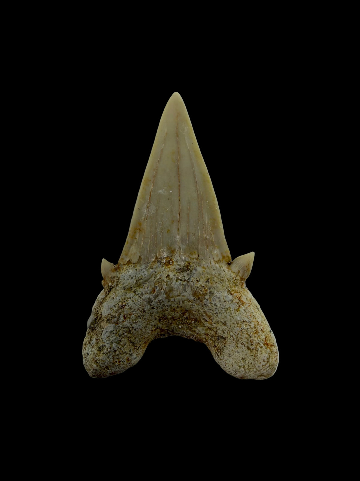 Otodus obliquus fossiele haaientand uit het Eoceen, Marokko | 1,70 inch