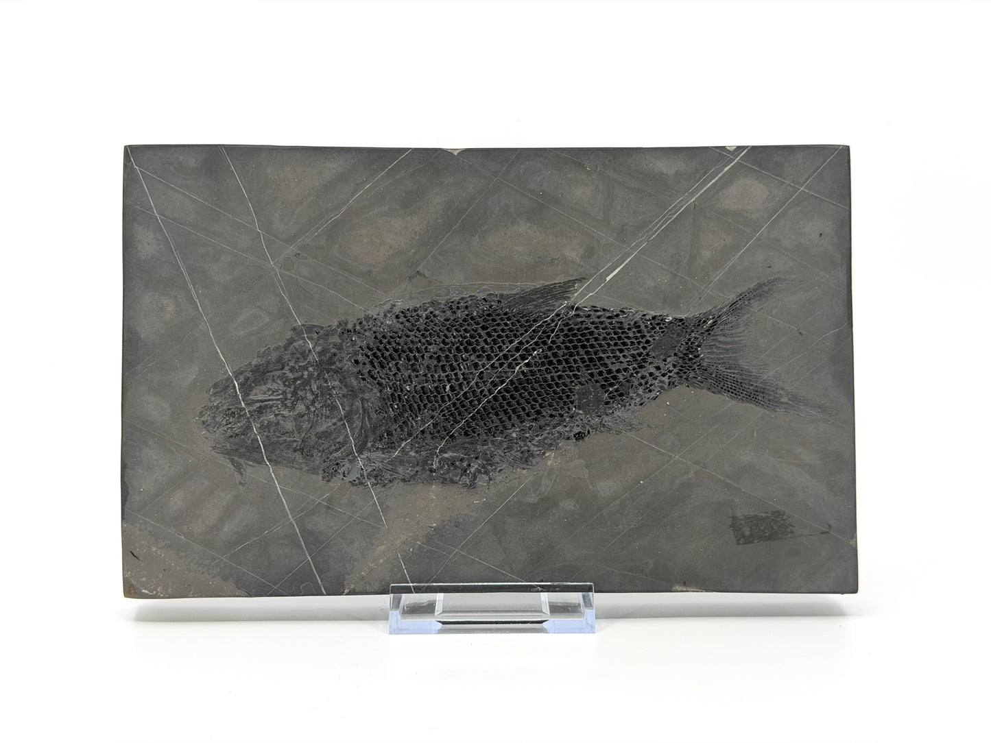 Asialepidotus shingyiensis fossiele vis (7,28 inch) uit het Trias, China