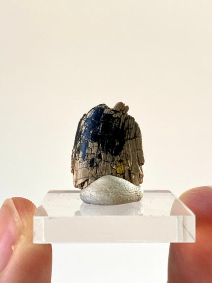 Fragment van een fossiele dinosaurustand van Afrovenator abakensis (0,72 inch) - Jura, Niger