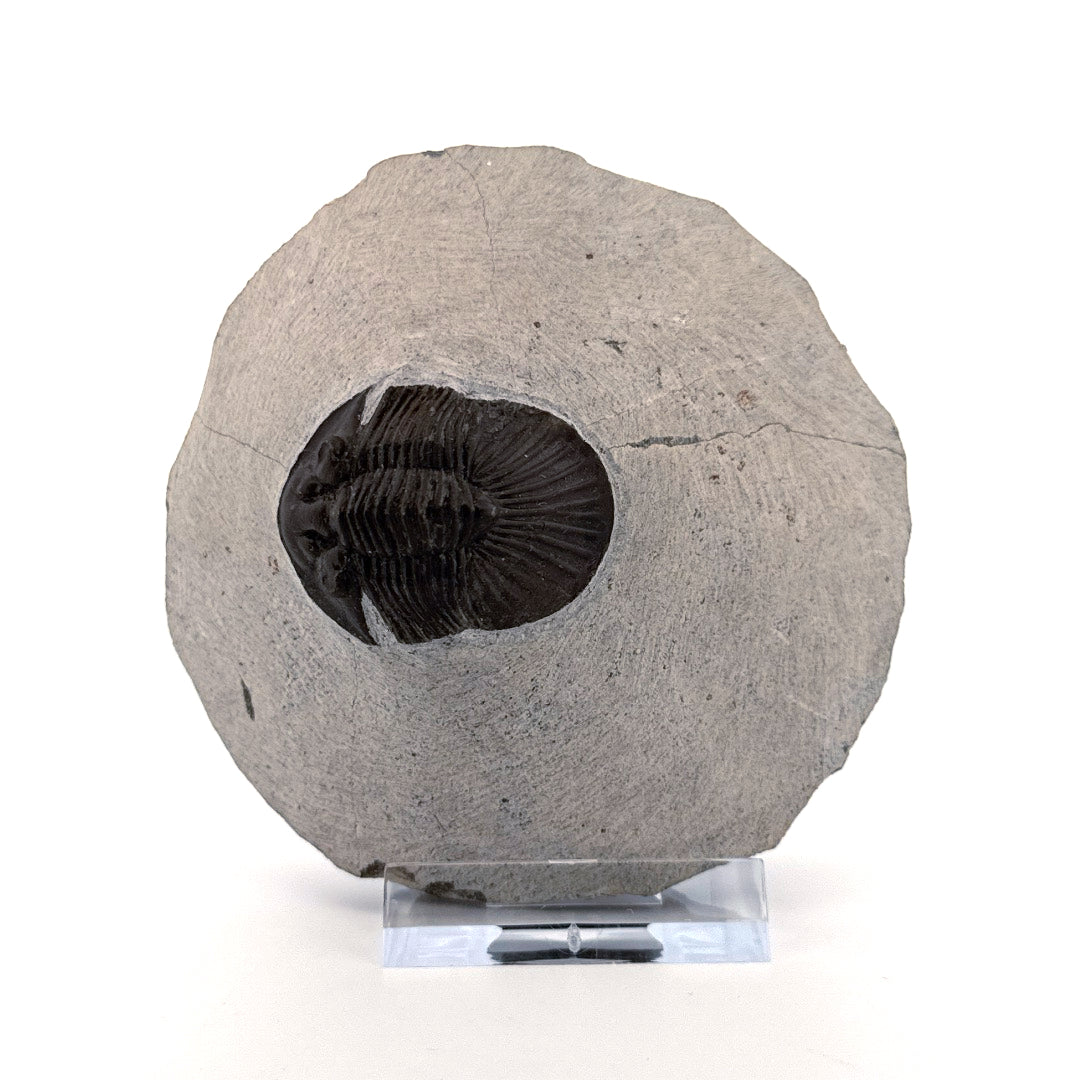 Scutellum sp. Trilobiet op Matrix uit Devoon, Marokko (1.45 inch)