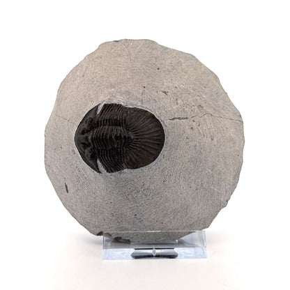 Scutellum sp. Trilobiet op Matrix uit Devoon, Marokko (1.45 inch)