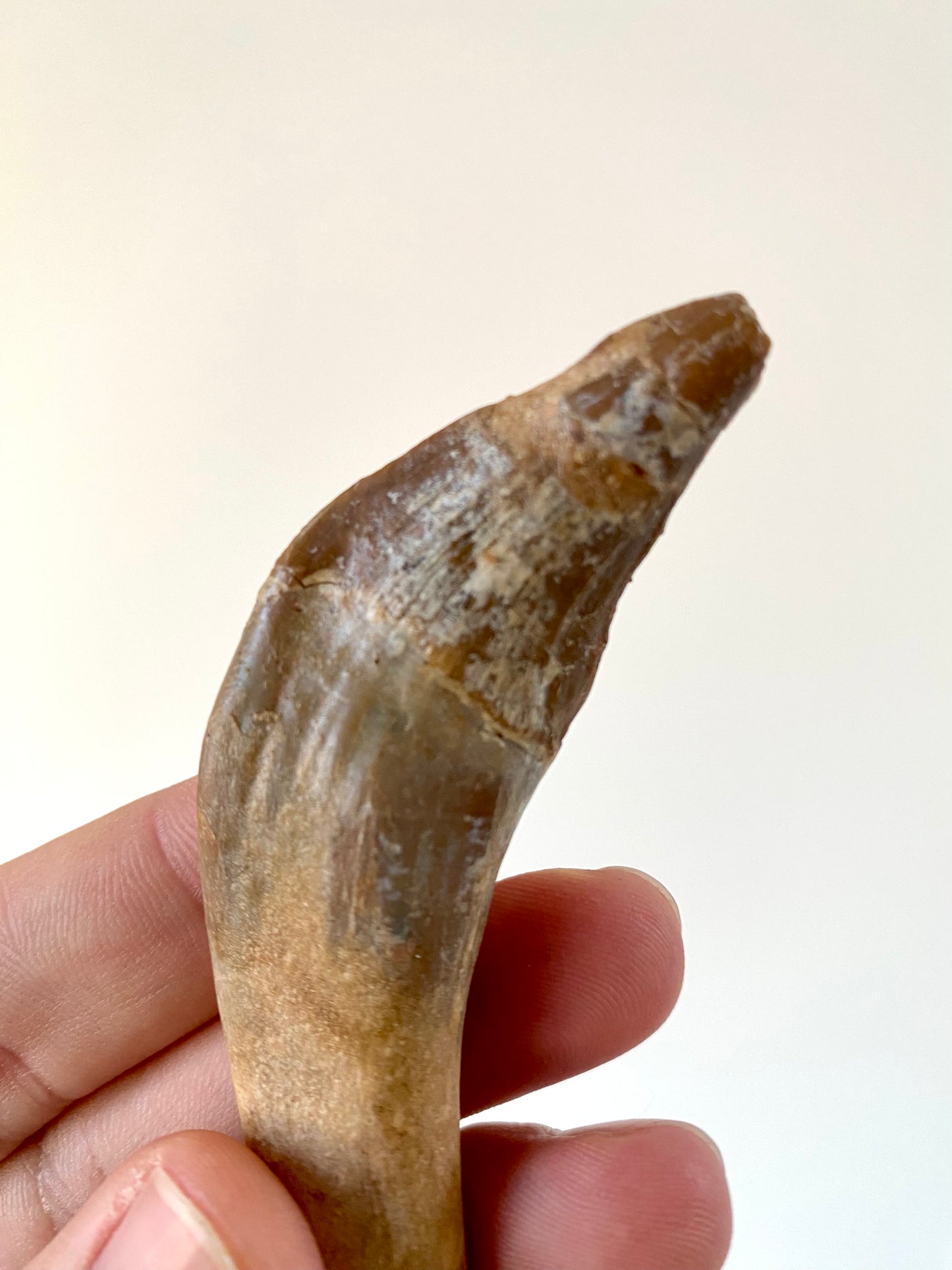 Basilosaurus fossil tooth (3.48") - Late Eocene, Morocco