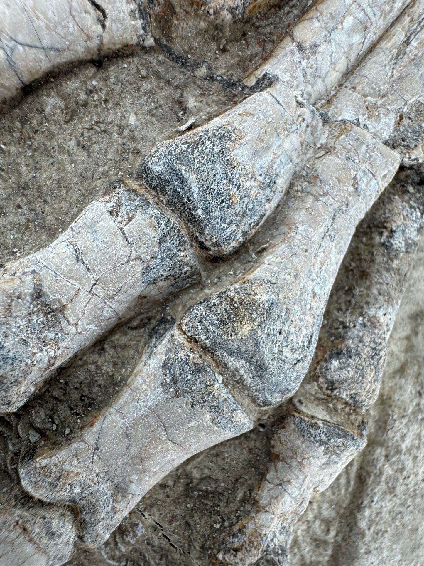 Psittacosaurus poot Vroeg-Krijt fossiel uit China
