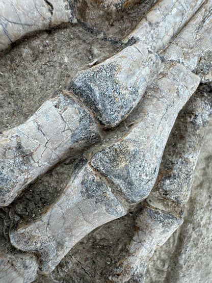 Psittacosaurus poot Vroeg-Krijt fossiel uit China