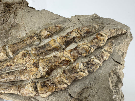 Psittacosaurus achterpoot een vroeg-krijtfossiel uit China