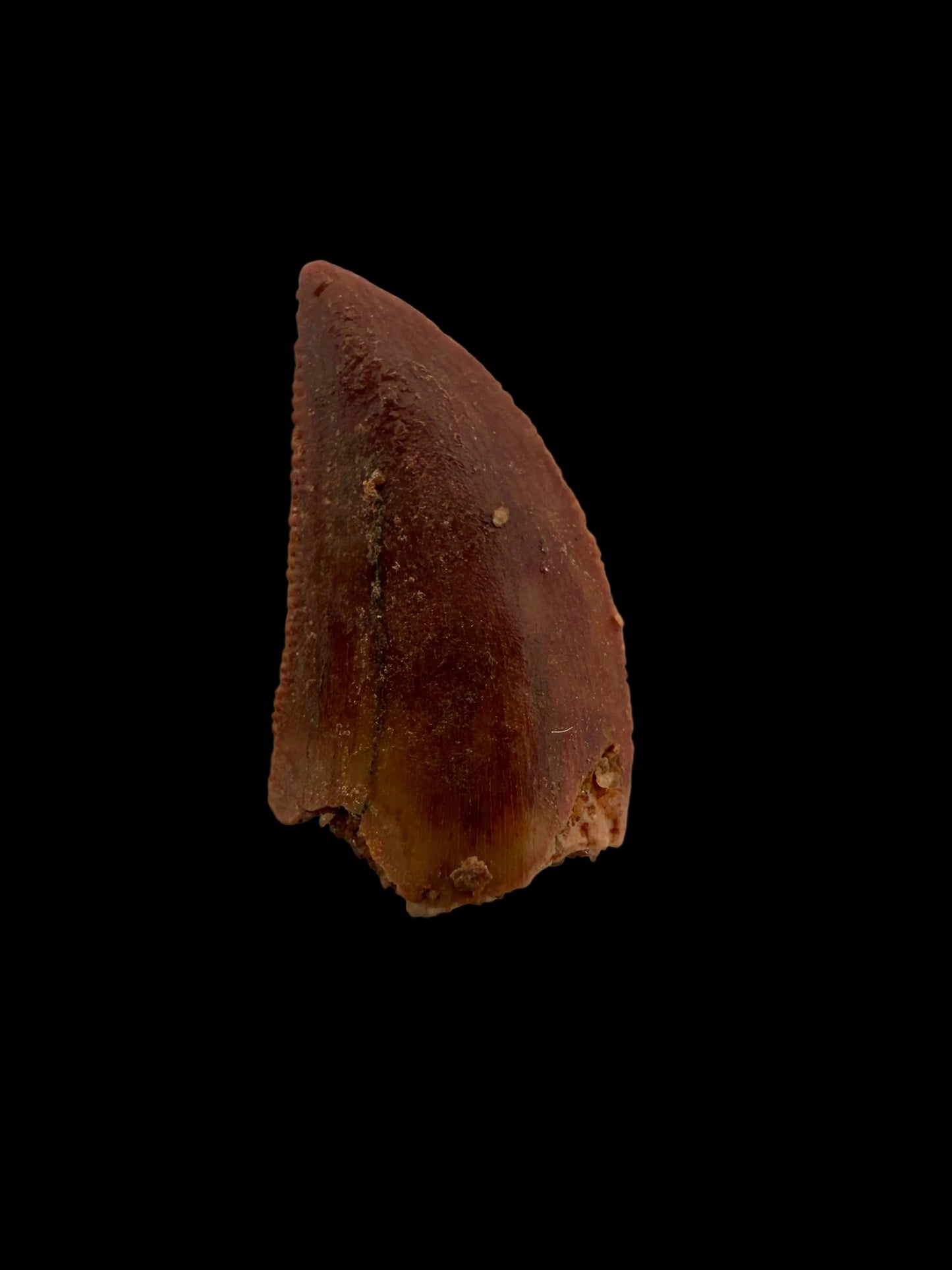 Fossiele tand van een Abelisauride dinosaurus uit Kem Kem, Marokko (0,51 inch)