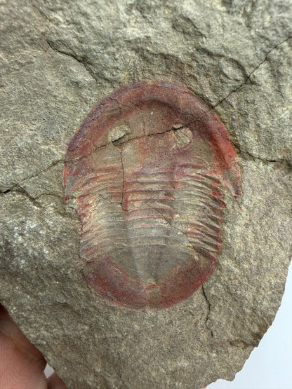 Asaphellus fezouataensis Trilobite, Positive & Negative | 1.69"