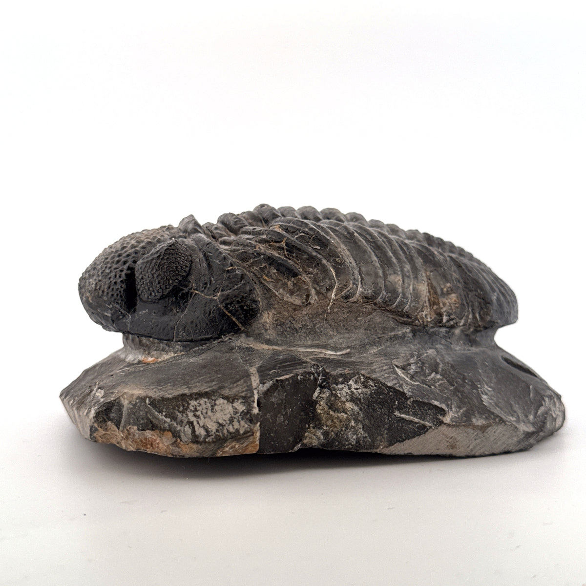 Drotops megalomanicus Trilobite Fossil from Morocco | 3.96"