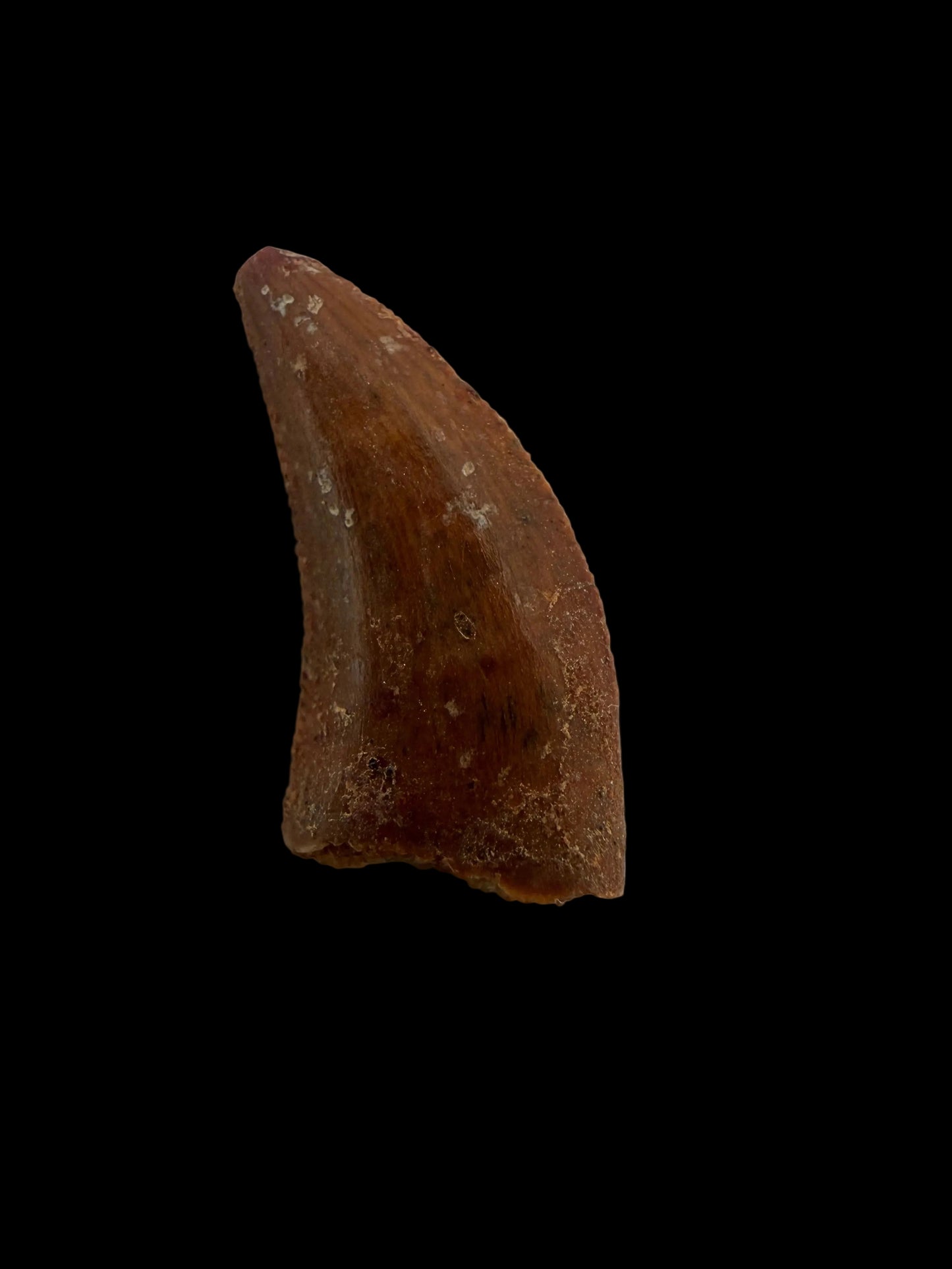 Fossiele tand van een Abelisauride dinosaurus uit Kem Kem, Marokko (0,58 inch)