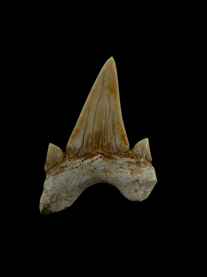 Otodus obliquus fossiele haaientand uit het Eoceen, Marokko | 1,92 inch