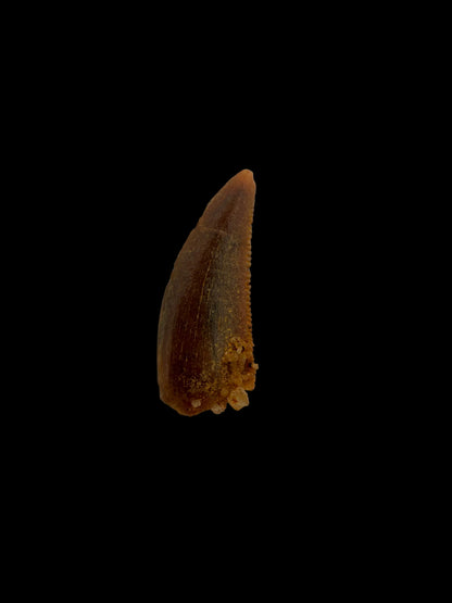 Fossiele tand van een Abelisauride dinosaurus uit Kem Kem, Marokko (0,48 inch)