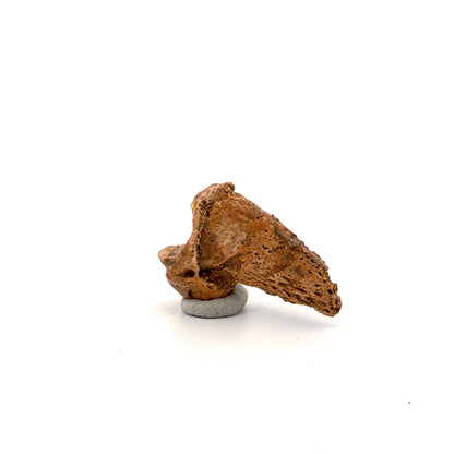 Holenbeer klauw (Ursus spelaeus), distale falanx fossiel (1.70 inch) uit Pleistoceen, Roemenië
