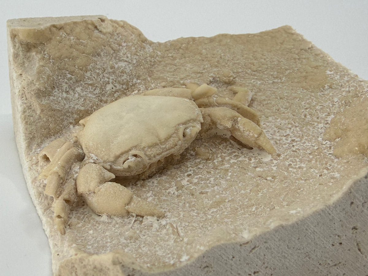 Exceptional Potamon Fossil Crab on Travertine Matrix (2.90") from Pleistocene, Turkey
