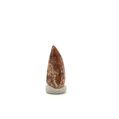 Kryptops palaios Fossil Dinosaur Tooth from Cretaceous, Niger (0.77")