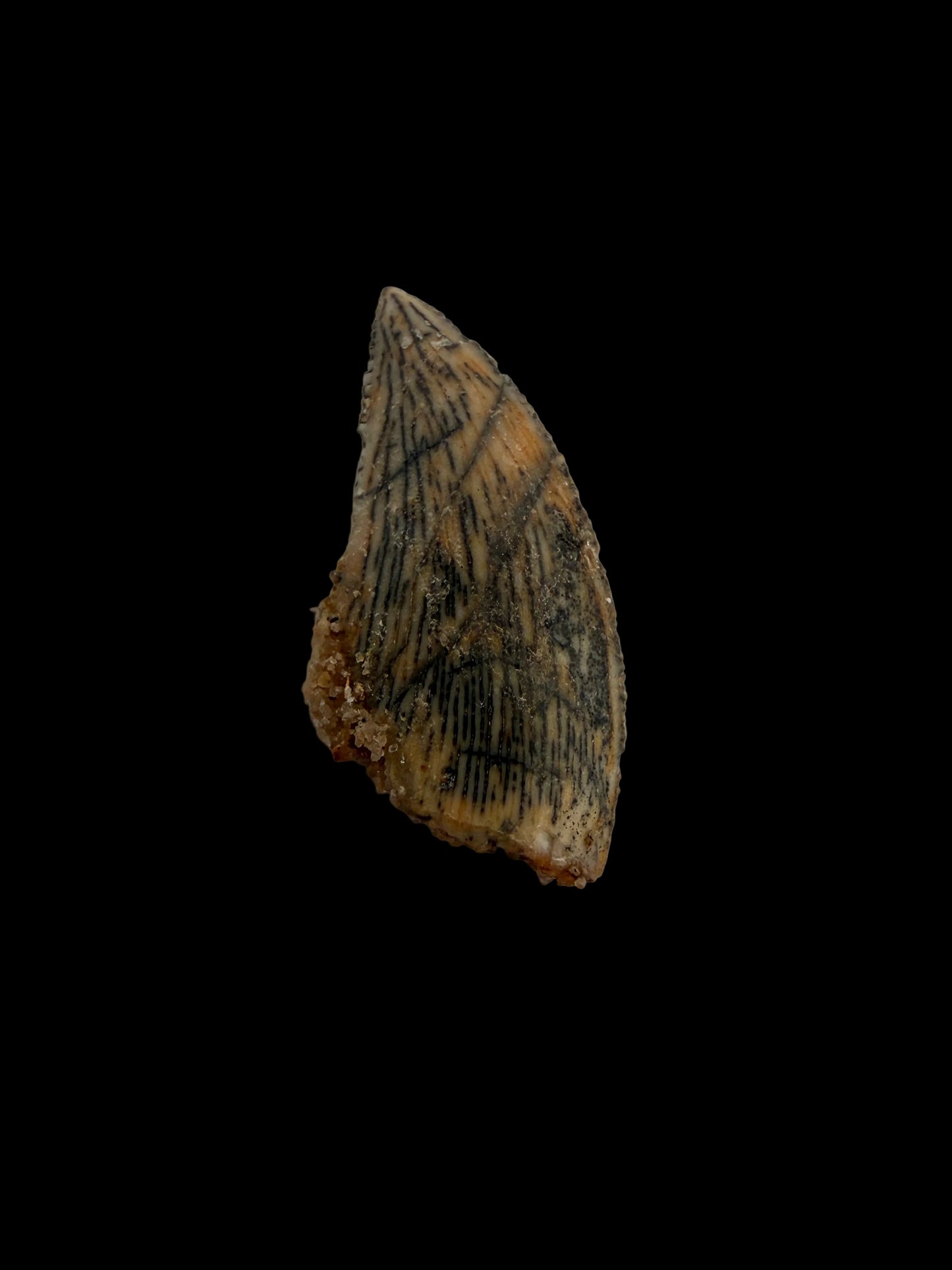 Fossiele tand van een Abelisauride dinosaurus uit Kem Kem, Marokko (0,56 inch)