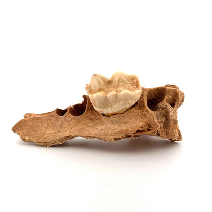 Holenbeer (Ursus spelaeus) kaakfragment met kies uit het Pleistoceen, Roemenië (3,75 inch)