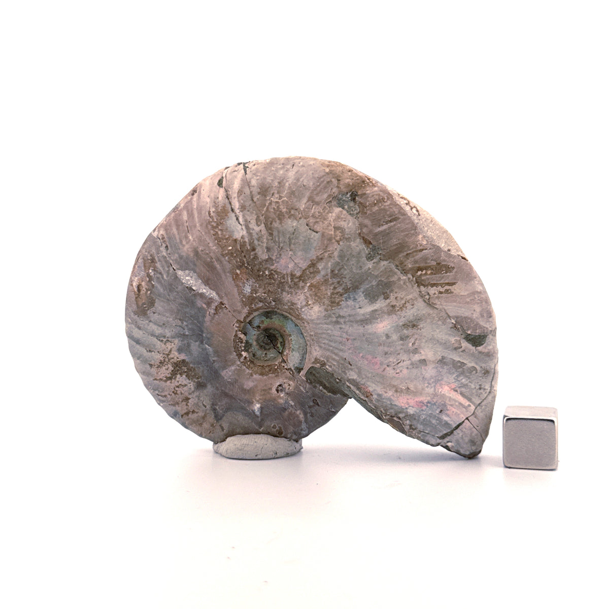 Iriserende ammoniet uit het Krijt, Madagaskar | 2,95 inch)
