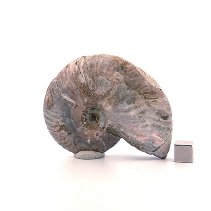 Iriserende ammoniet uit het Krijt, Madagaskar | 2,95 inch)