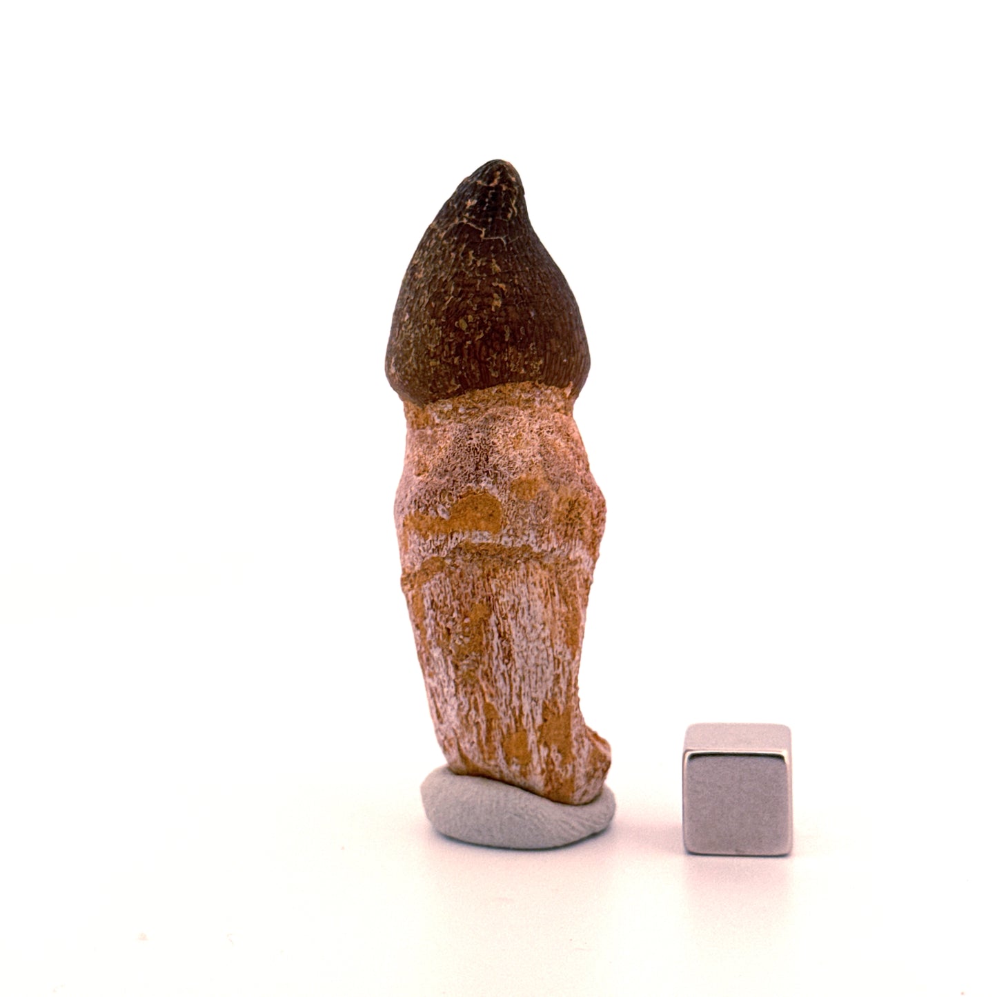 Globidens phosphaticus tooth with natural root from Cretaceous, Morocco (2.37")