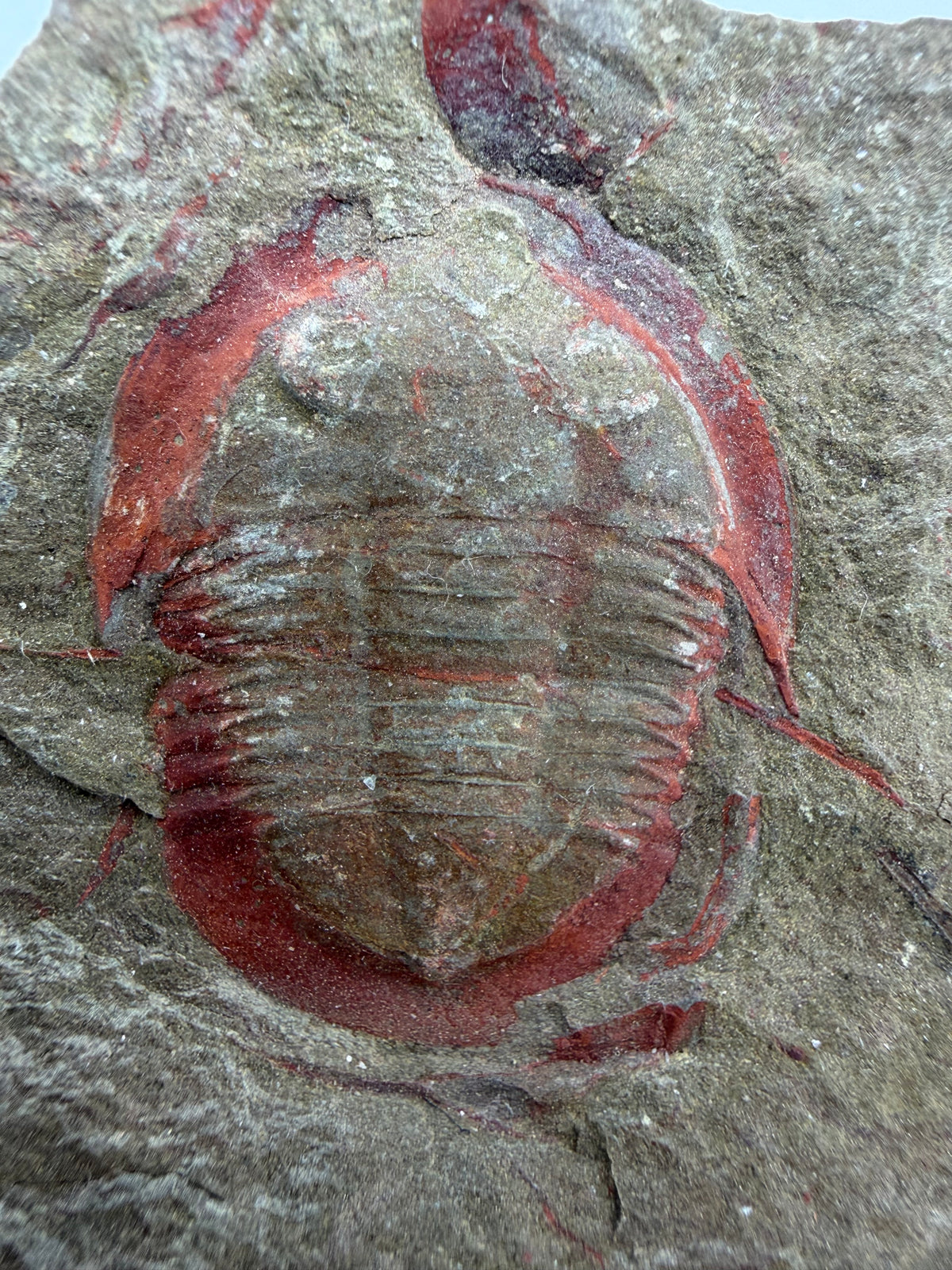 Asaphellus fezouataensis Trilobite, Positive & Negative | 1.20"