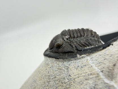 Devonian Proetid Trilobite from Morocco | 1"