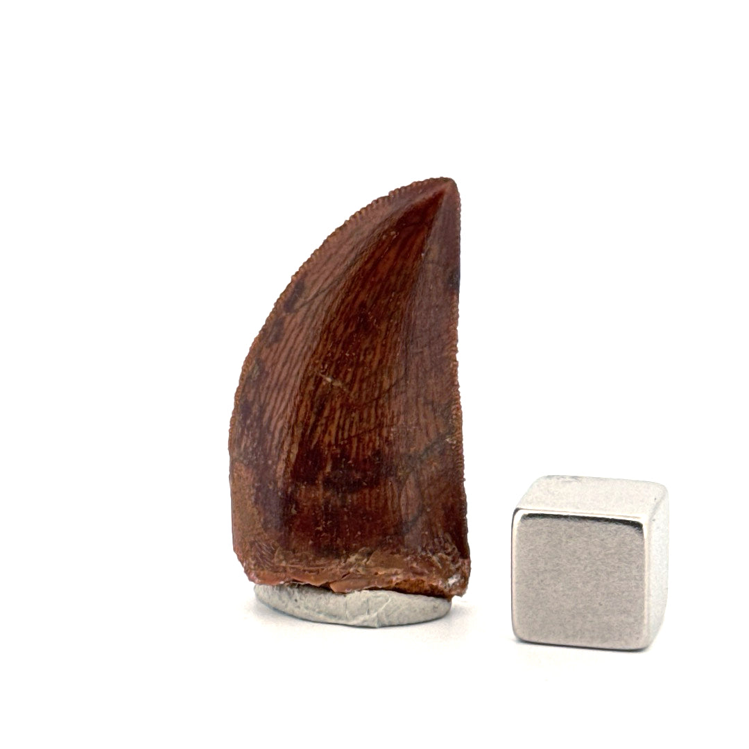 Carcharodontosaurus fossil tooth, Dinosaur tooth from Kem Kem Beds, Morocco (1.20")