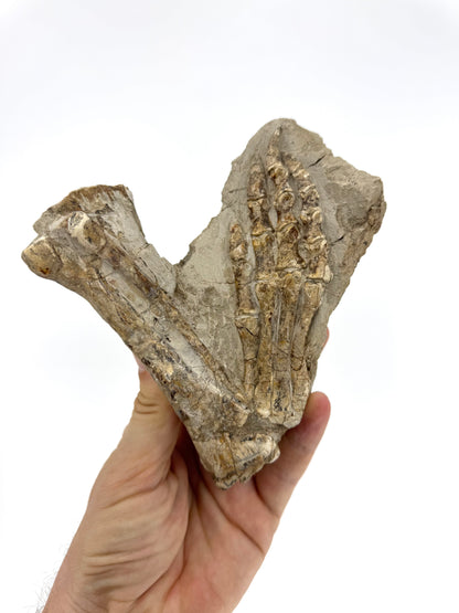 Psittacosaurus achterpoot een vroeg-krijtfossiel uit China