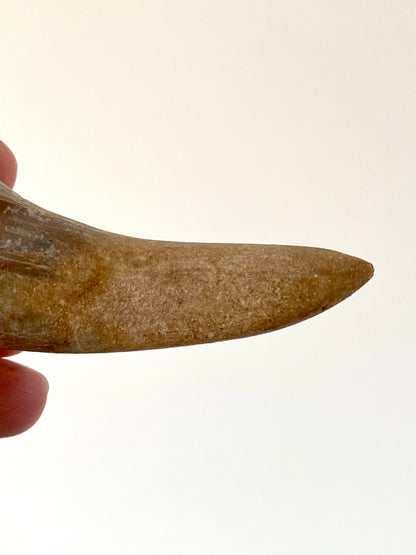 Basilosaurus fossil tooth (3.48") - Late Eocene, Morocco