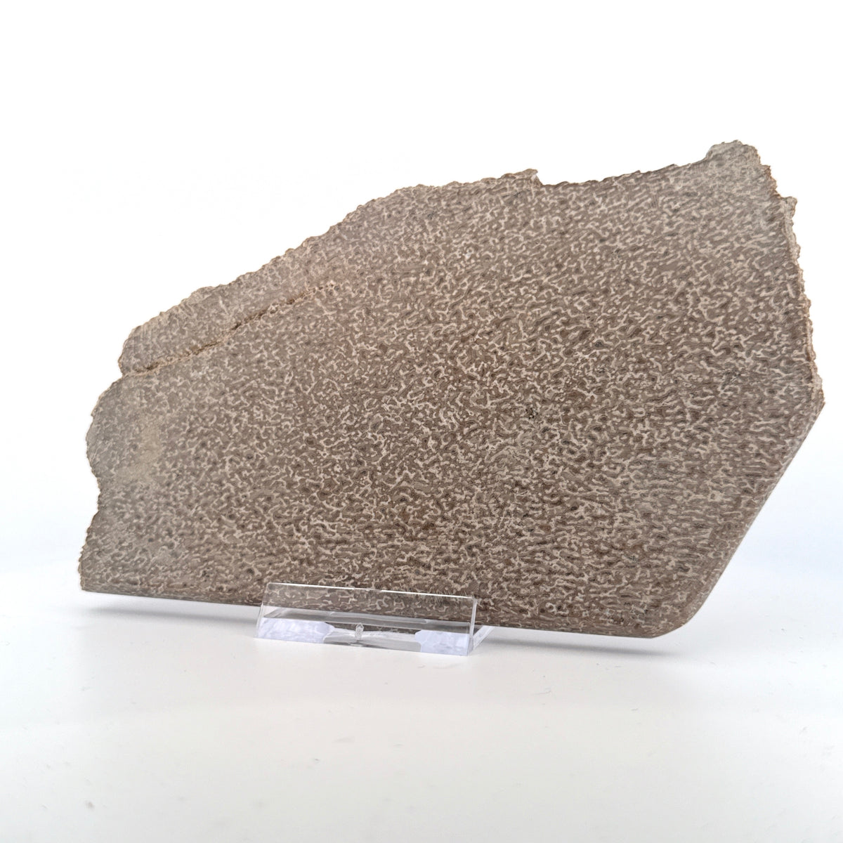 Polished Jurassic Sauropod Dinosaur Bone | 261 Grams